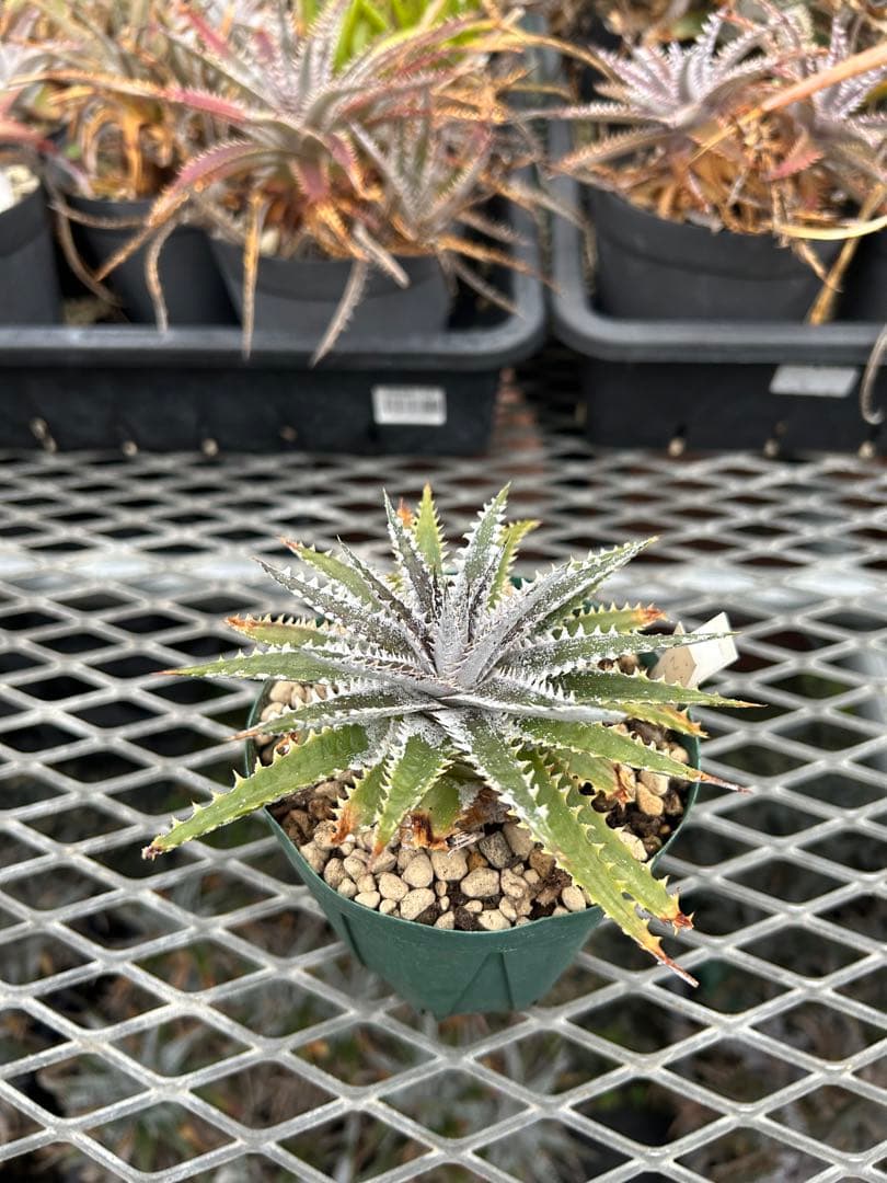 DBディッキア Dyckia Arizona x BS small #118 ⑵