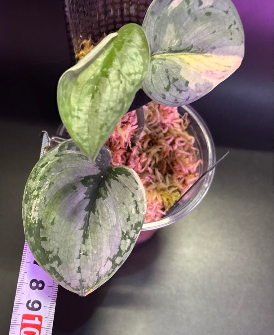 スキンダプサス ケンカナ 【レア】 ドラゴンのおまけ付き　L6